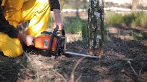 How Our Tree Care Process Works  in  Oregon, OH